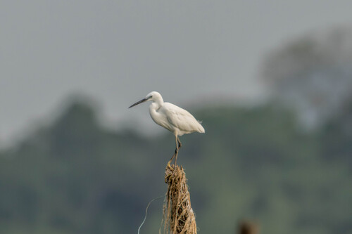 Little Egret