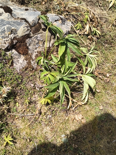 Helleborus viridis, photograph 6