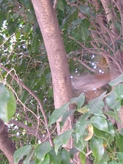 Turdus rufopalliatus