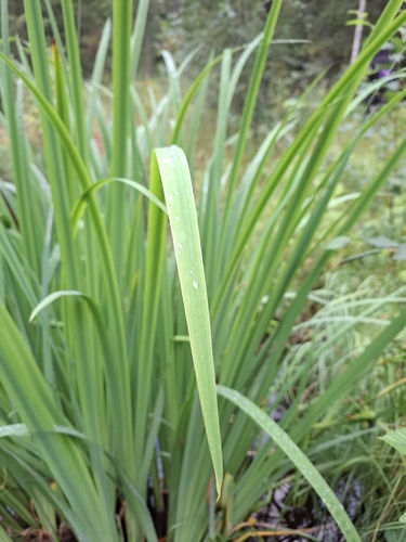 Yellow Iris