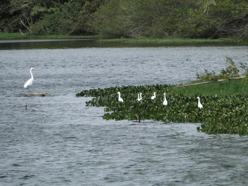 Great Egret