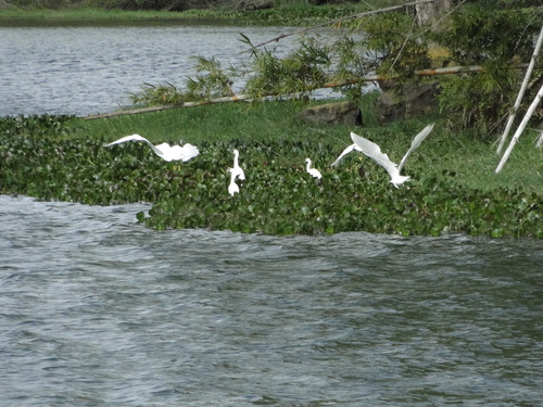 Snowy Egret