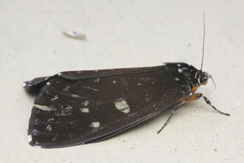 Cruria synopla