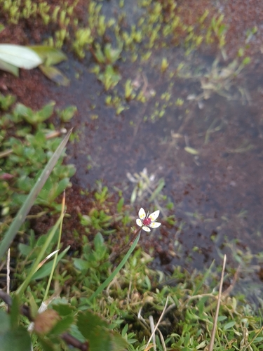 Hairy Kidney-wort