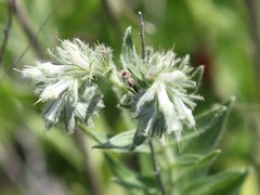 Lithospermum bejariense
