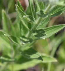 Lithospermum bejariense