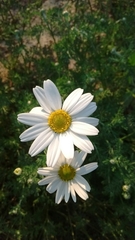 Asteraceae