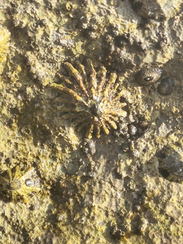 Patella ferruginea observed 2026-08-11
