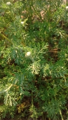 Asteraceae