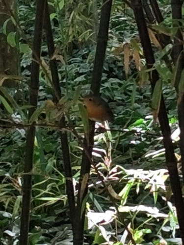 European Robin