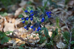 Pulmonaria australis