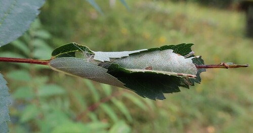 Pamphilius aucupariae