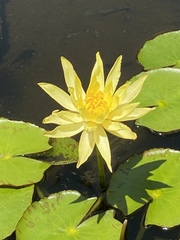 Nymphaea mexicana