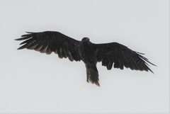 Milvus migrans lineatus