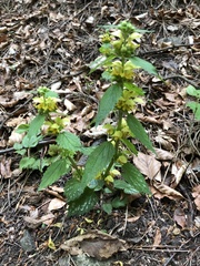 Lamium galeobdolon montanum