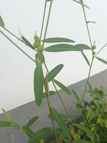 Microstachys chamaelea observed 2026-08-11