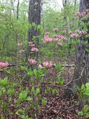 Rhododendron prinophyllum