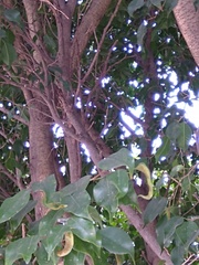Turdus rufopalliatus