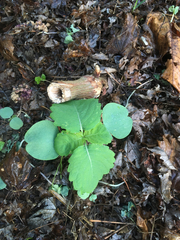 Impatiens pallida