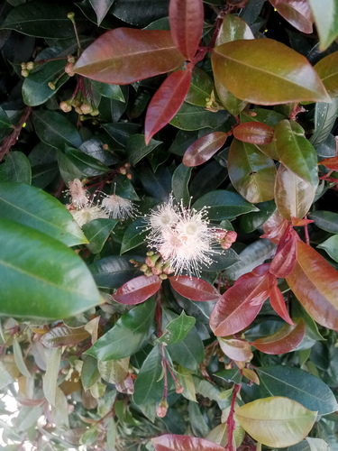 Syzygium paniculatum