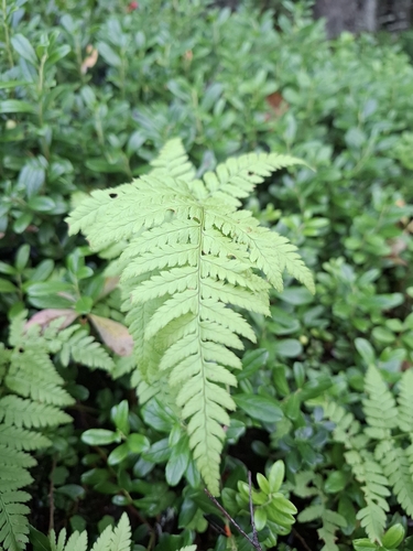 spinulose wood fern
