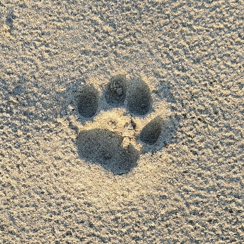 Indian Leopard