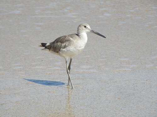 Willet (Tringa semipalmata)