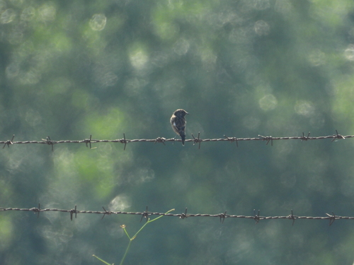 European Stonechat