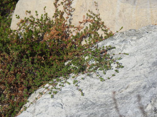 Frankenia laevis, photograph 5