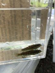Etheostoma zonale