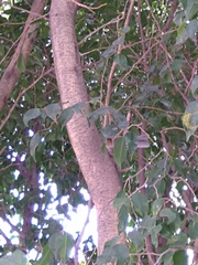 Turdus rufopalliatus
