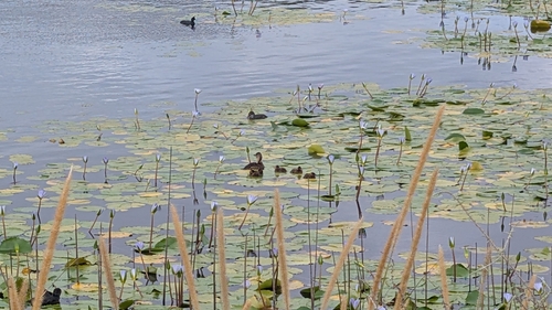iNaturalist image