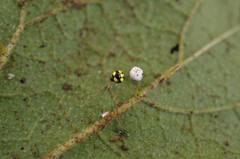 Theridula gonygaster
