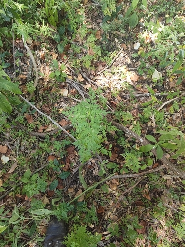 Chaerophyllum tainturieri