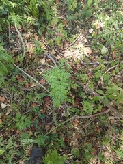 Chaerophyllum tainturieri
