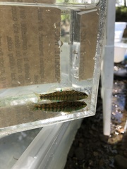 Etheostoma zonale