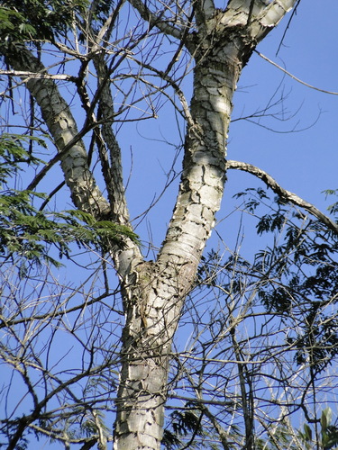 Piptadenia gonoacantha, 2026-08-10