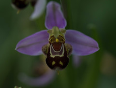 Ophrys apifera
