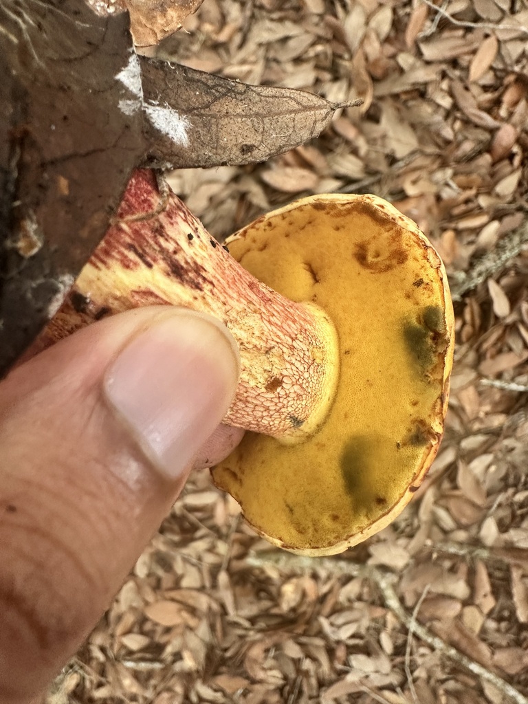 Exsudoporus floridanus · August 2026 · photo: Photo: (c) Ashwin Srinivasan, some rights reserved (CC BY) · iNaturalist