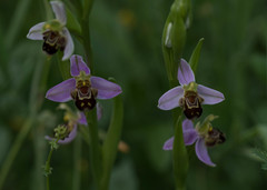 Ophrys apifera