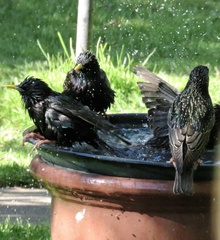 Sturnus vulgaris