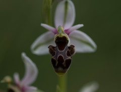 Ophrys scolopax