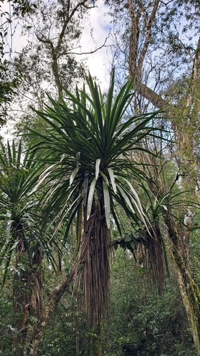 Cordyline sellowiana