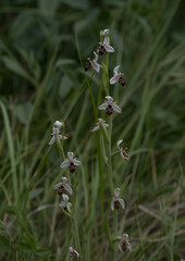 Ophrys scolopax