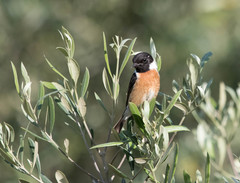 Saxicola rubicola