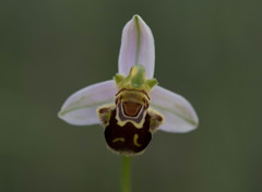 Ophrys apifera