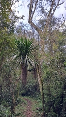 Cordyline sellowiana, photograph (c) Nicolas Olejnik, some rights reserved (CC BY)