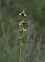 Ophrys apifera