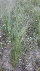 Stipa lagascae
