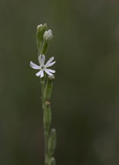 Silene nocturna